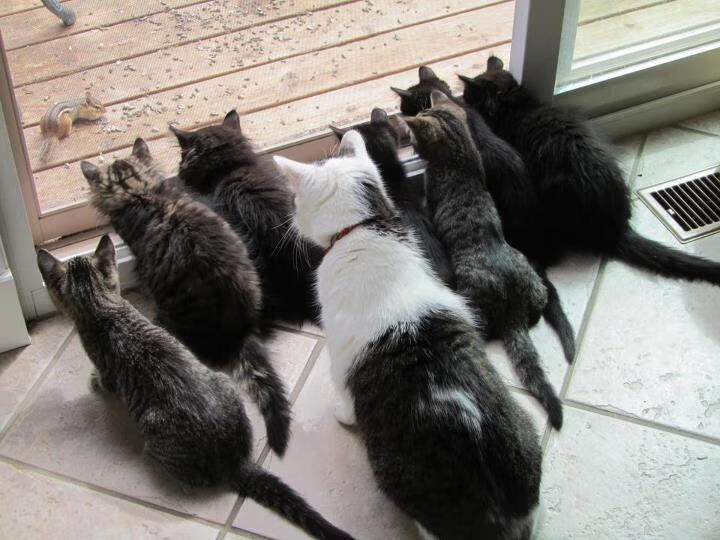 挖掘机驾驶证考取条件要求（挖掘机驾驶证考取条件要求有哪些）